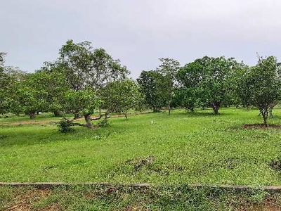 Agricultural Land 100 Sq. Yards for Sale in Kathipudi, East Godavari