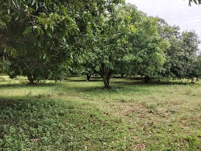 Agricultural Land 10000 Sq.ft. for Sale in Mappedu, Chennai