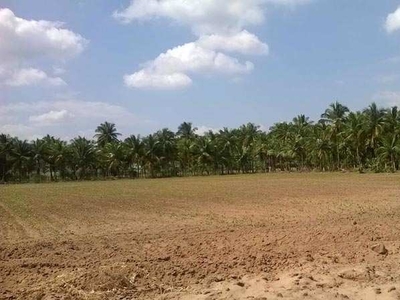 Agricultural Land 11 Acre for Sale in Koratagere, Tumkur