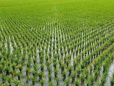 Agricultural Land 143 Cent for Sale in Vadalur, Cuddalore