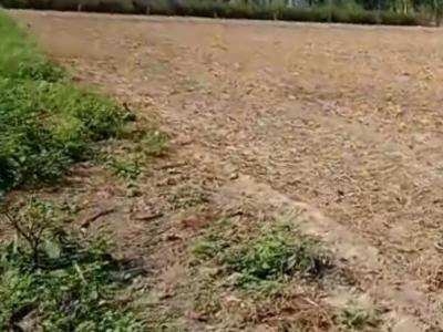 Agricultural Land 15 Bigha for Sale in Charkhari, Mahoba