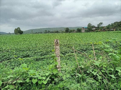 Agricultural Land 15 Bigha for Sale in Nemawar Road, Indore