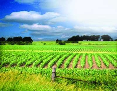 Agricultural Land 17420 Sq.ft. for Sale in