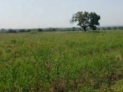 Agricultural Land 175 Acre for Sale in
