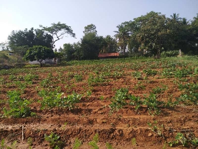 Agricultural Land 2 Acre for Sale in Denkanikottai, Krishnagiri
