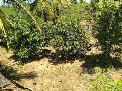 Agricultural Land 2 Acre for Sale in Pudukudi, Thanjavur