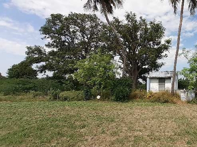 Agricultural Land 2 Acre for Sale in Veppanthattai, Perambalur
