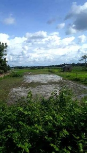 Agricultural Land 300 Bigha for Sale in Rangia, Kamrup