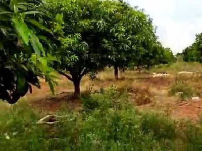 Agricultural Land 4 Acre for Sale in Dhone, Kurnool