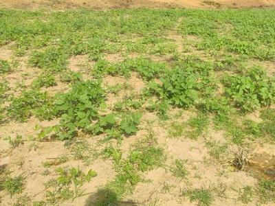 Agricultural Land 4 Acre for Sale in Murwara, Katni