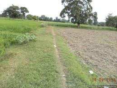 Agricultural Land 43 Bigha for Sale in