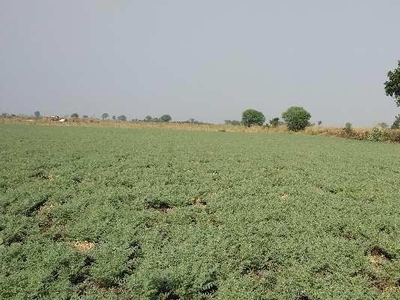 Agricultural Land 5 Acre for Sale in Daryapur Banosa, Amravati