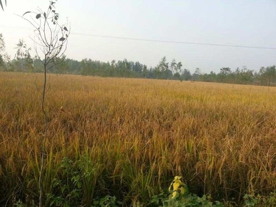 Agricultural Land 50 Acre for Sale in Dasuya Road, Hoshiarpur