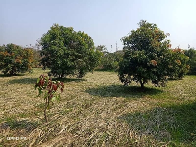 Agricultural Land 6 Bigha for Sale in Dharampur, Valsad