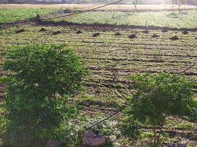 Agricultural Land 65 Acre for Sale in Garhshanker, Hoshiarpur