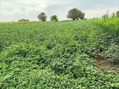 Agricultural Land 7 Bigha for Sale in
