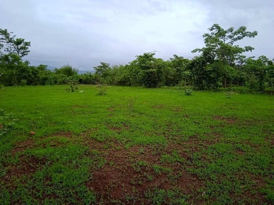 Agricultural Land 82 Guntha for Sale in Mangaon, Raigad