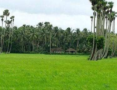 Agricultural Land 95 Cent for Sale in Chittoor, Palakkad