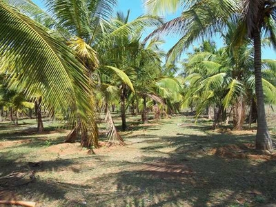 Agricultural Land 6 Acre for Sale in