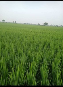 Agricultural Land 2 Acre for Sale in Ponnur, Guntur