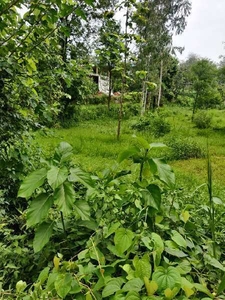 Commercial Land 150 Marla for Sale in Dhaneta, Hamirpur