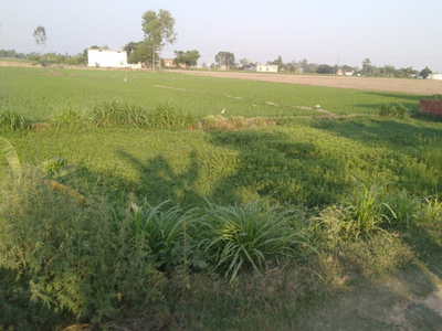 Agricultural Land 15 Acre for Sale in Ramnagar Road, Kashipur