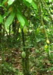 cocoa plantation For Sale India
