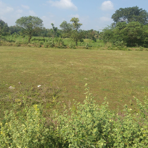 Agricultural Land 13 Acre for Sale in Ammapettai, Thanjavur