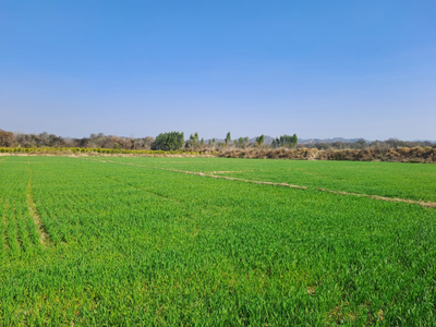 Agricultural Land 3 Acre for Sale in Adampur, Hisar