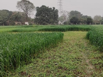 Sarin Farm Colony Surajpur Near Yamaha Greater Noida Uttar Pradesh 201308