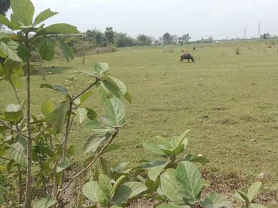 Agricultural Land 10 Acre for Sale in Vedanthangal, Kanchipuram