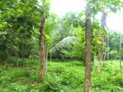 Residential Land in Pazhnana For Sale India