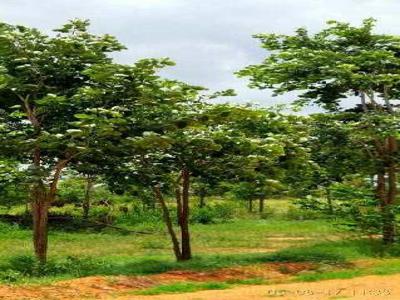 Agricultural Land 10 Sq. Yards for Sale in