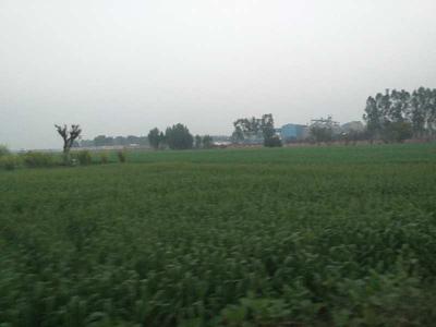 Industrial Land 100 Bigha for Sale in Nilpur, Rajpura