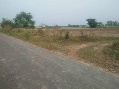 Agricultural Land 13 Acre for Sale in Banga, Shahid Bhagat Singh Nagar
