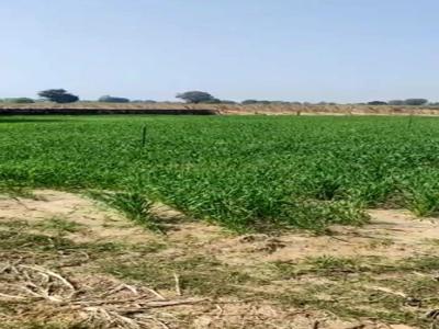 Agricultural Land 1500 Sq. Yards for Sale in