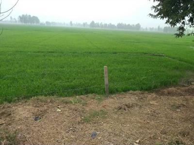 Agricultural Land 52272 Sq.ft. for Sale in Amaria, Pilibhit