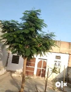 House on rent in CRP colony paldi Meena