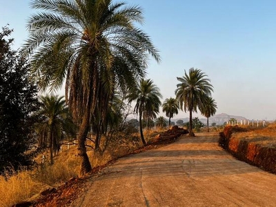 Palm Field, Igatpuri