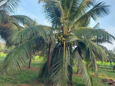 Agricultural Land 10 Acre for Sale in Pollachi, Coimbatore