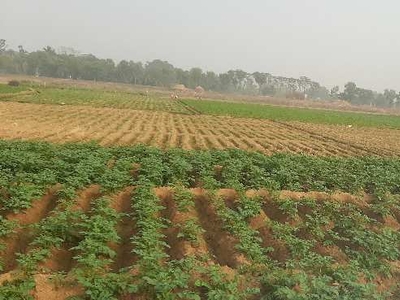 Industrial Land 100 Bigha for Sale in Singur, Hooghly