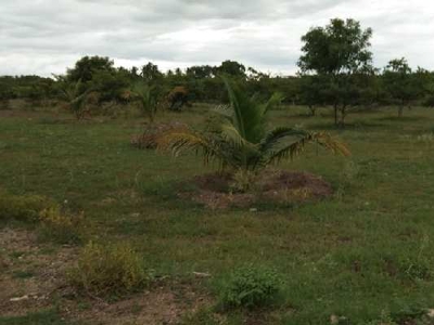 Agricultural Land 10000 Sq.ft. for Sale in Thadikombu, Dindigul