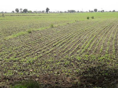 Agricultural Land 15 Acre for Sale in Shyampur, Sehore