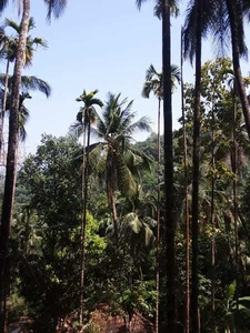 Agricultural Land 2 Acre for Sale in Thamarassery, Kozhikode