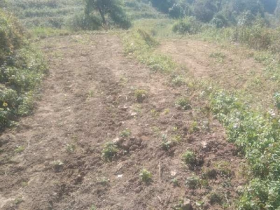 Agricultural Land 265 Bigha for Sale in Mundha Pande, Moradabad
