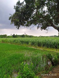 Agricultural Land 27 Acre for Sale in Nasrala, Hoshiarpur