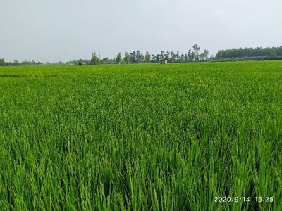 Agricultural Land 3 Acre for Sale in Saila Khurd, Hoshiarpur