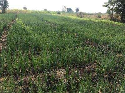 Agricultural Land 3 Acre for Sale in Tikhi, Dhule