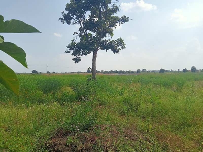 Agricultural Land 30 Acre for Sale in Narmada Colony,