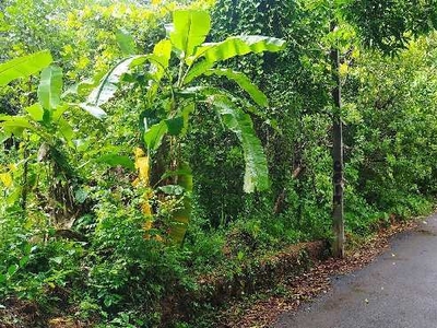 Residential Plot 35 Cent for Sale in Koothuparamba, Kannur